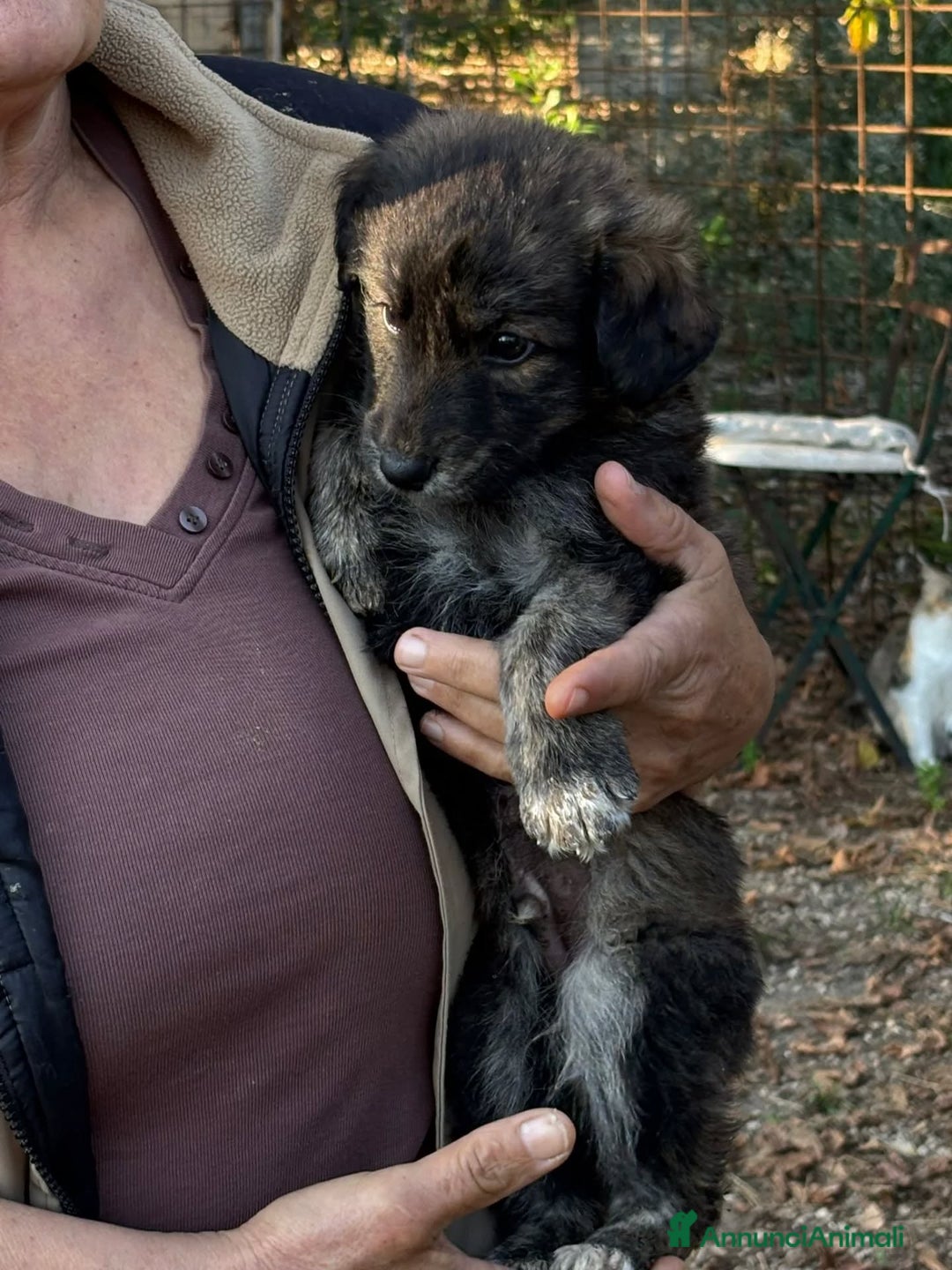 Meticcio cani in regalo: ORSETTO dolce cucciolo 2 mesi in adozione - Annuncio 4