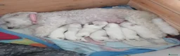 Maltese cani in vendita: Maschio Maltese - Annuncio 3