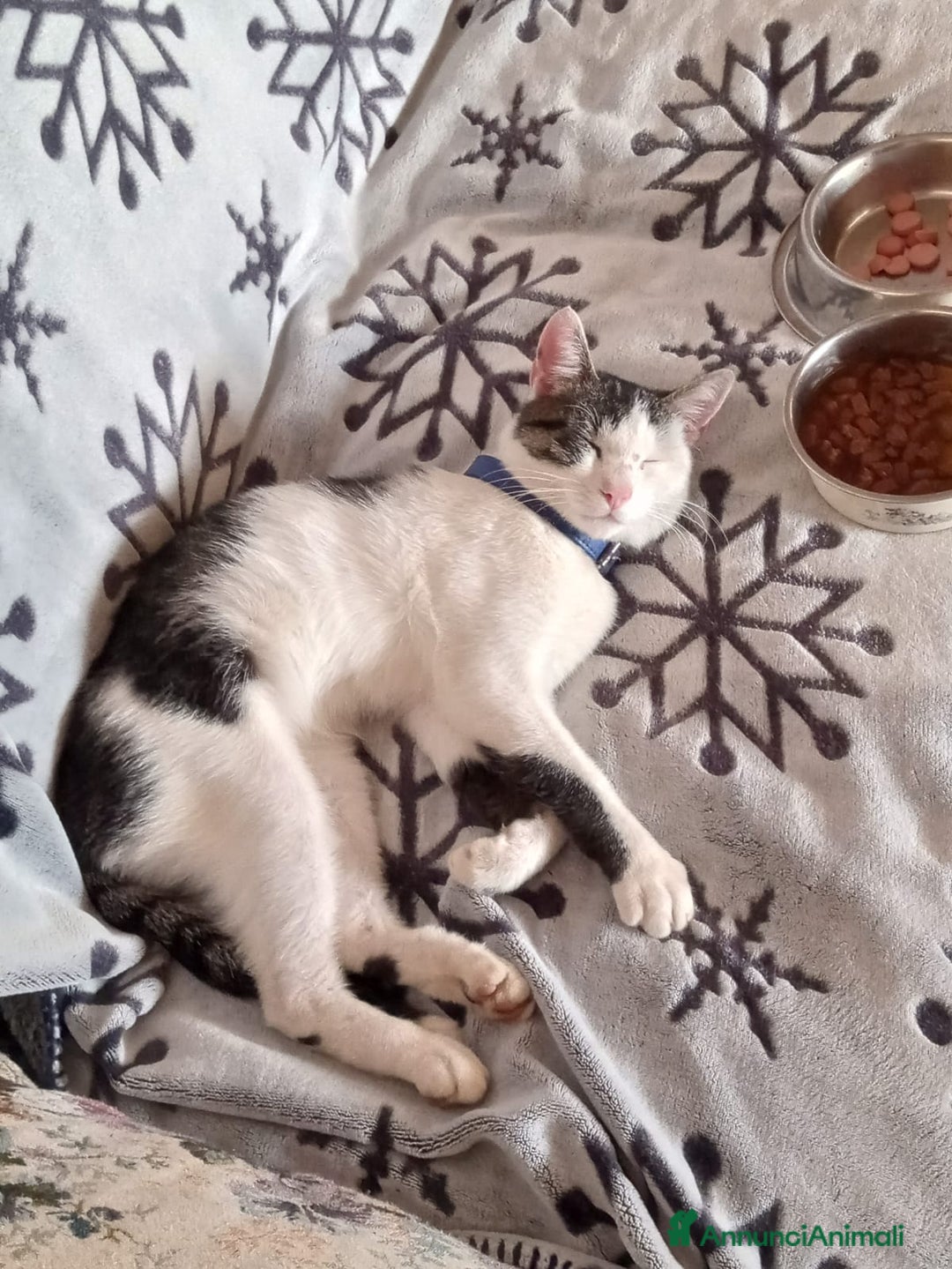 Europeo gatti in regalo: Gattino di circa 6 mesi cerca casa - Annuncio 4