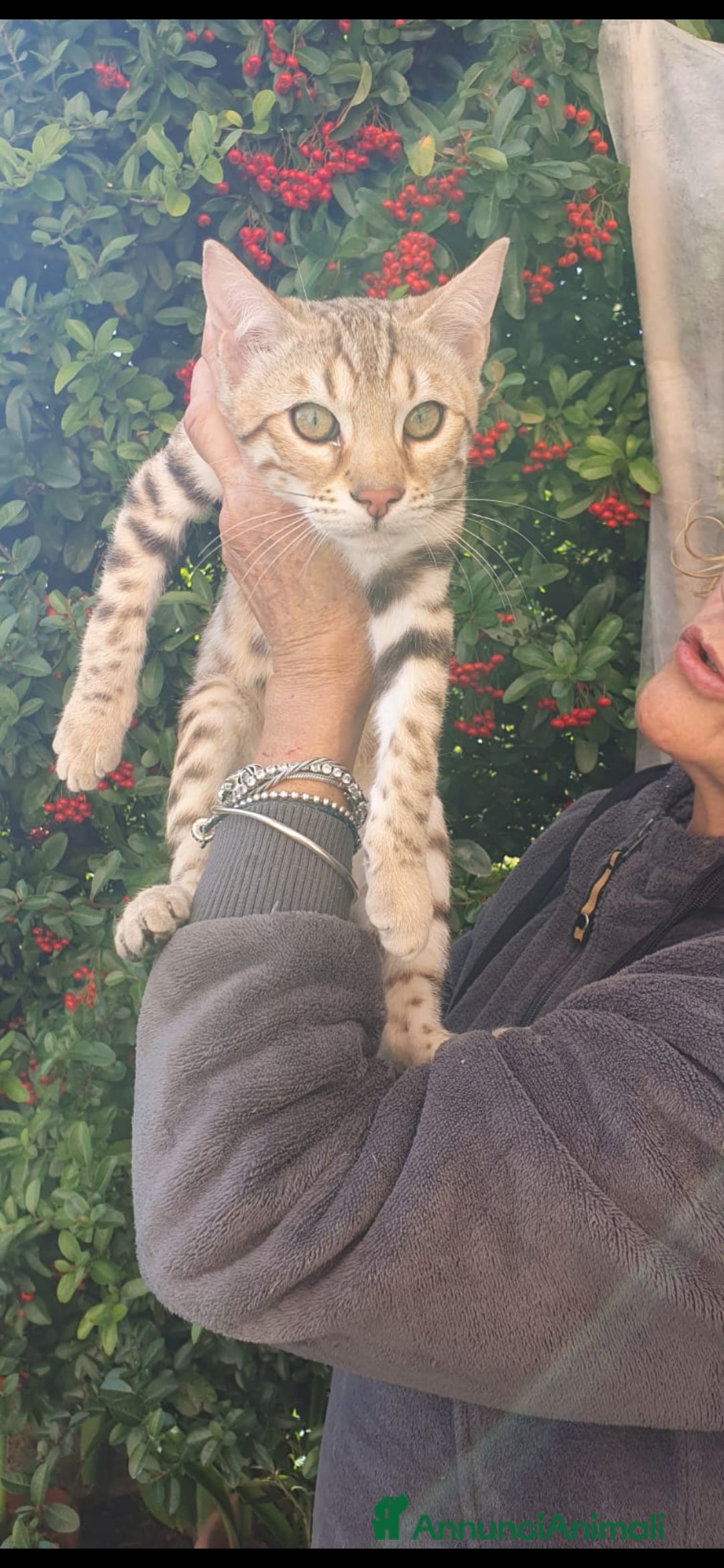 Bengala gatti in vendita: Gattini bengal wild - Annuncio 10