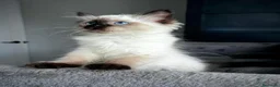 Ragdoll gatti in vendita: Bellissimi cuccioli di ragdoll - Annuncio 9
