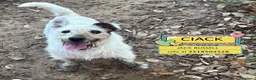 Jack Russell cani in regalo: CIACK jack russell a pelo duro cerca casa  - Annuncio 1