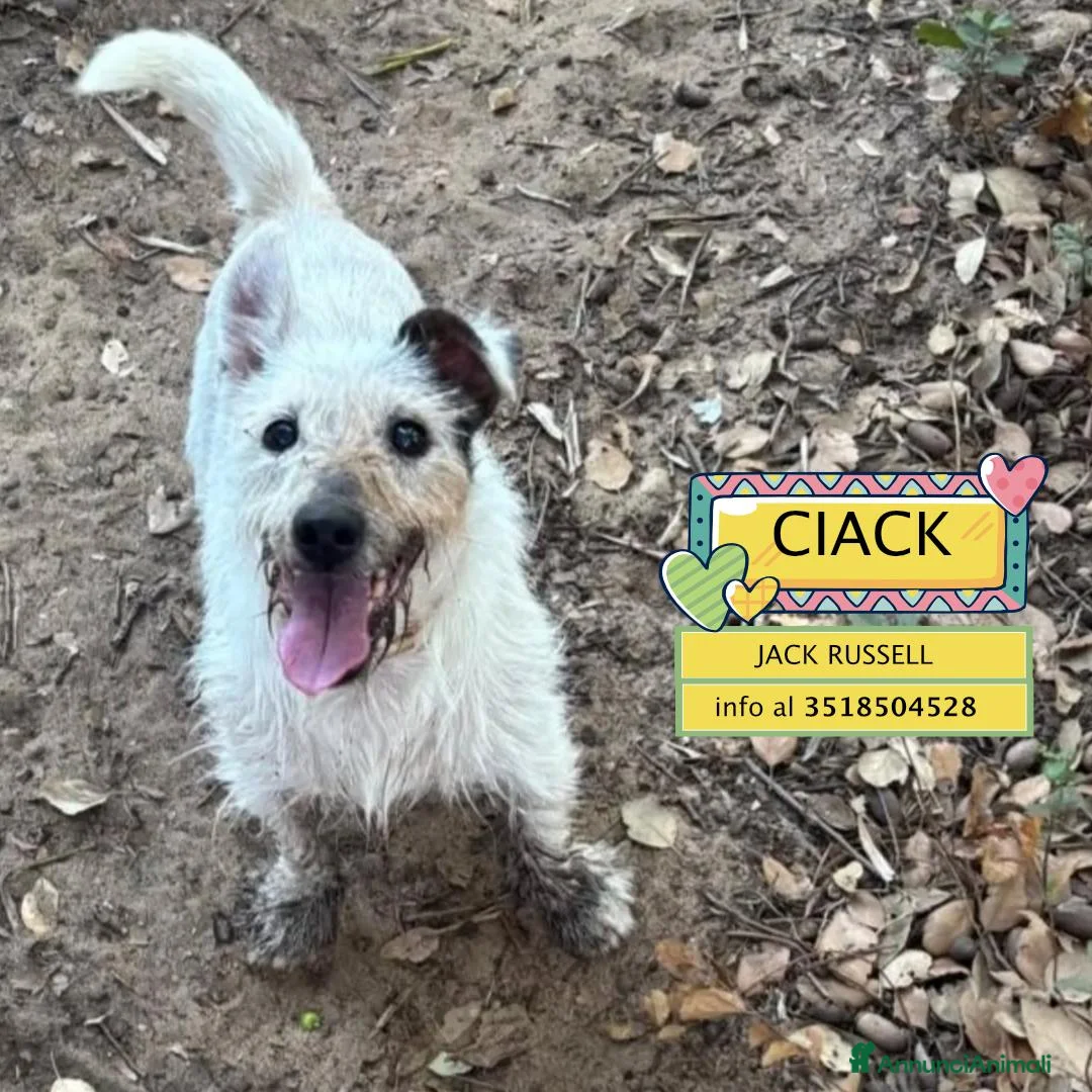 Jack Russell cani in regalo: CIACK jack russell a pelo duro cerca casa  - Annuncio 1