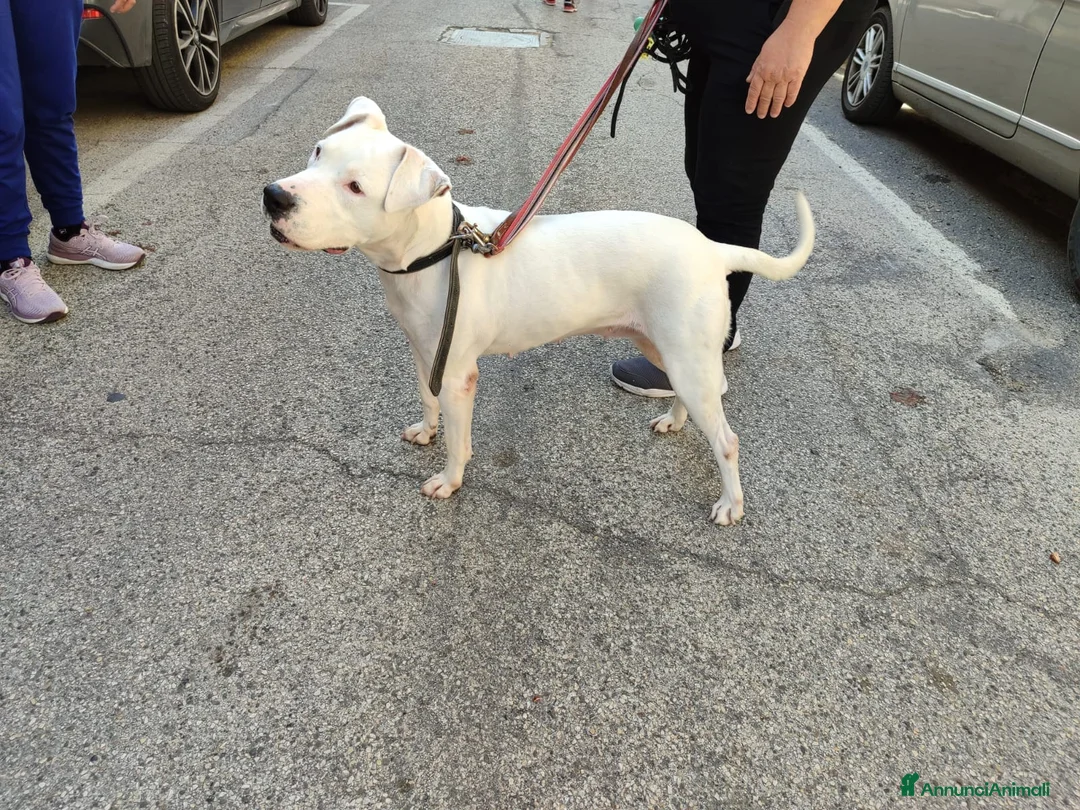 American Staffordshire cani in regalo: Docile Amstaff cerca famiglia a Provincia di Lecce - Annuncio 2
