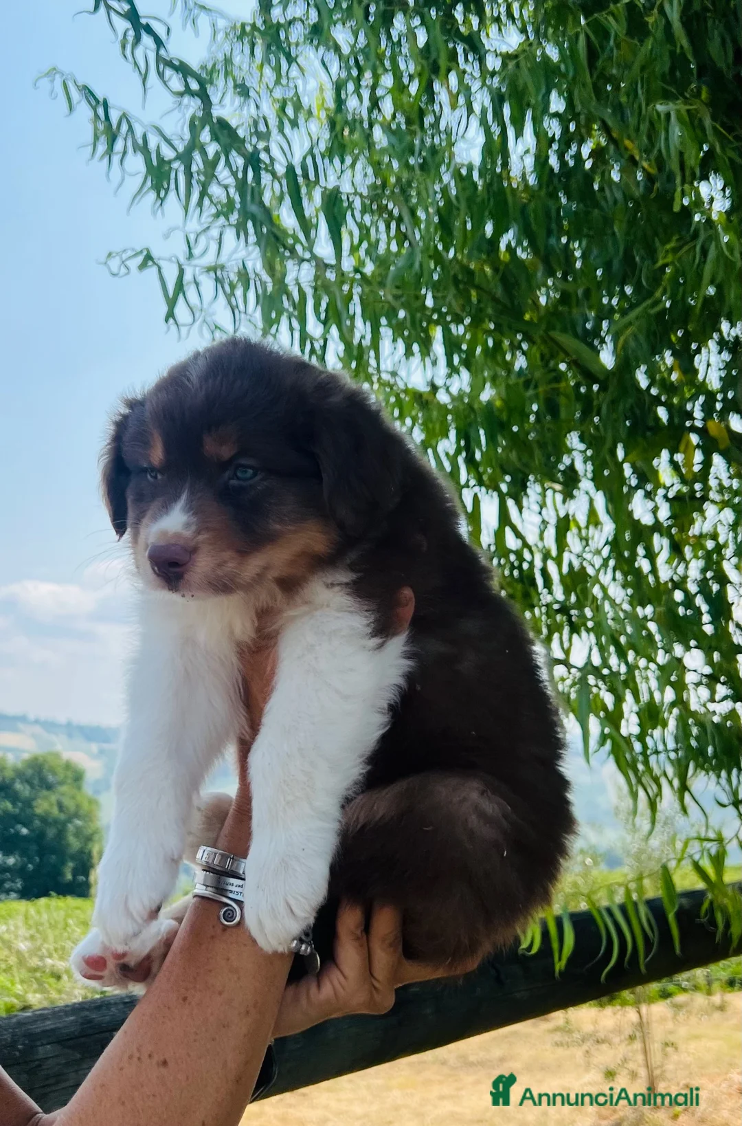 Australian Shepherd cani in vendita: Australian shepherd cucciola femmina red - Annuncio 3
