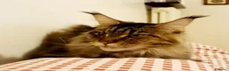 Maine Coon gatti in vendita: Cucciola di Maine Coon - Annuncio 1