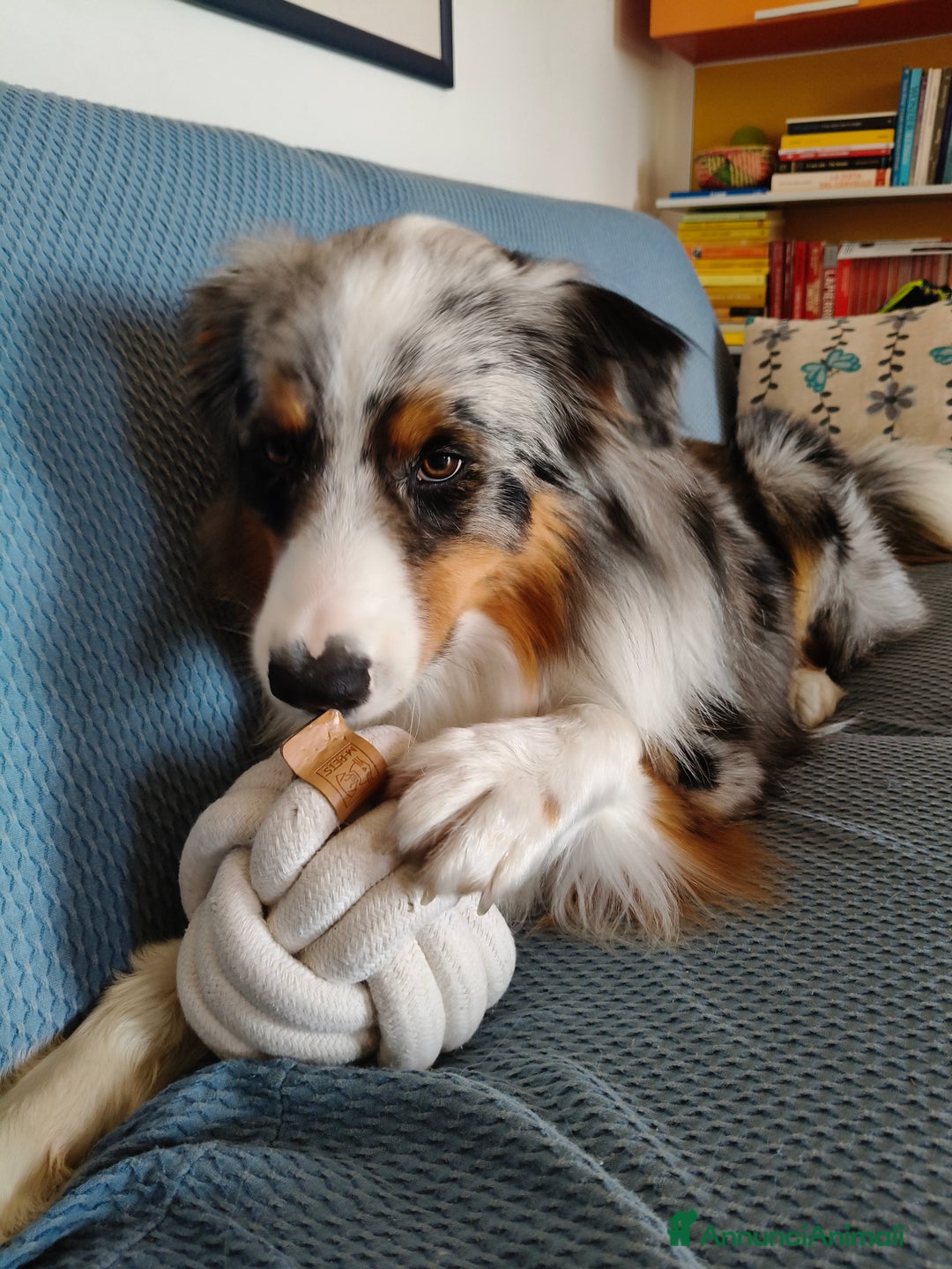 Australian Shepherd cani per accoppiamento: Cane da riproduzione - Annuncio 4