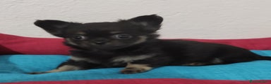 Chihuahua Cucciolo 4