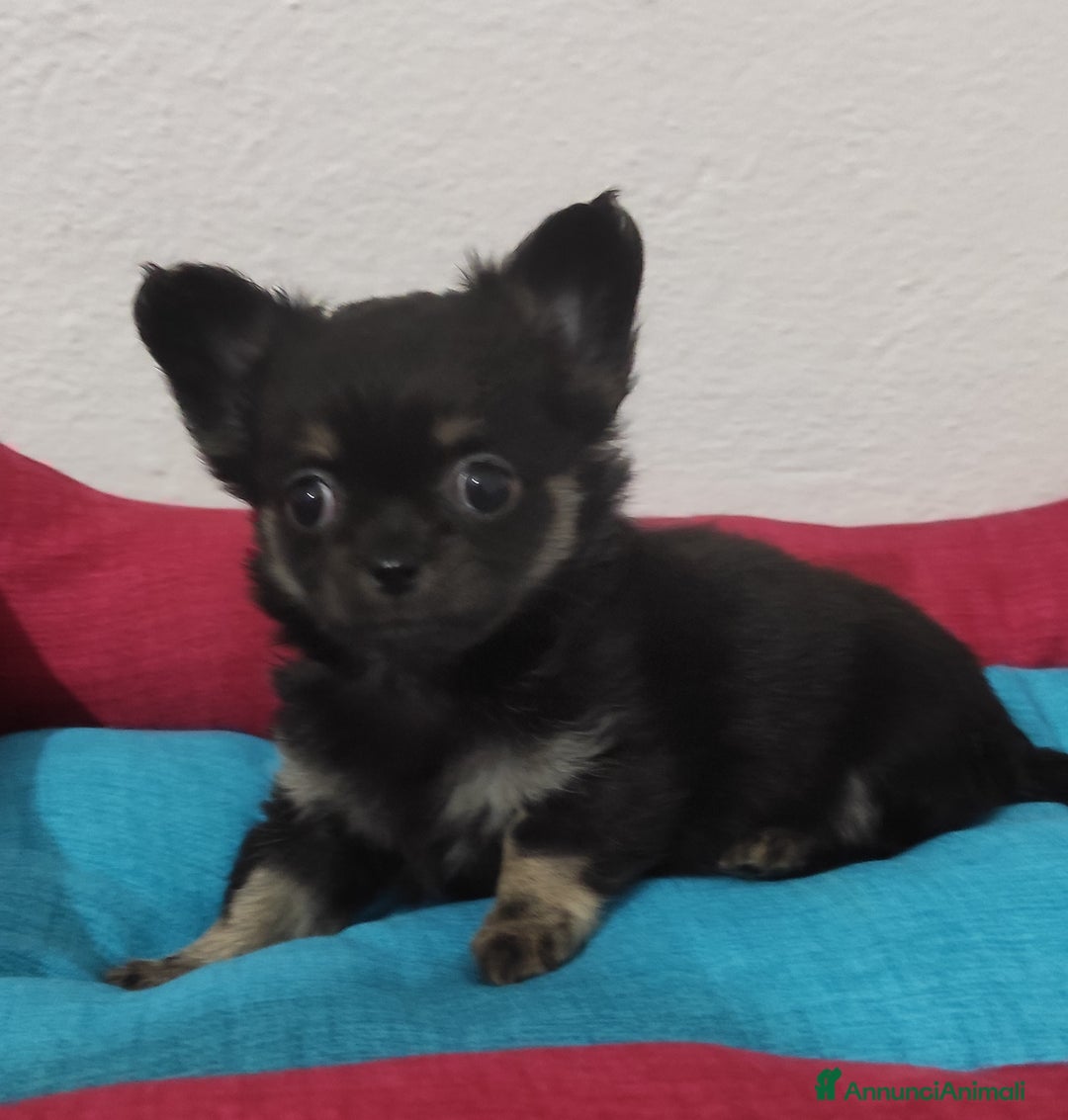 Chihuahua cani in vendita: Cuccioli di chihuahua a pelo lungo - Annuncio 17