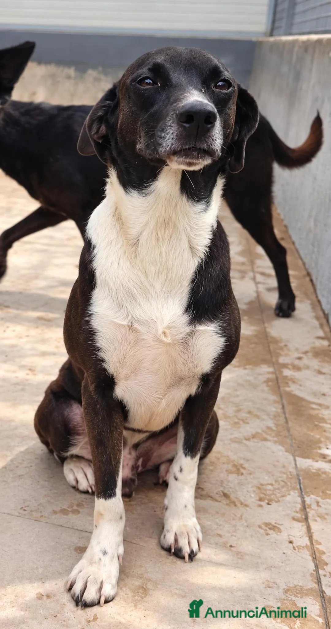 Meticcio cani in regalo: Remo! (15kg-7/8 anni)  - Annuncio 3