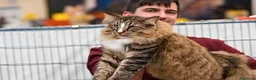 Norvegese gatti in vendita:  Gattini norvegesi delle foreste con pedigree a Provincia di Ferrara - Annuncio 6