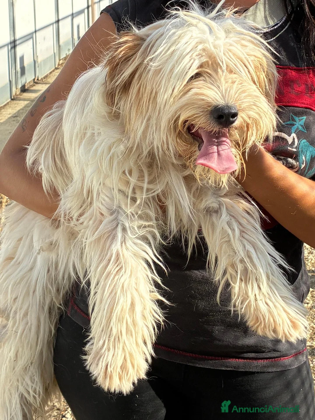 Maltese cani in regalo: Perla, Splendida Maltese a Città metropolitana di Roma Capitale - Annuncio 3