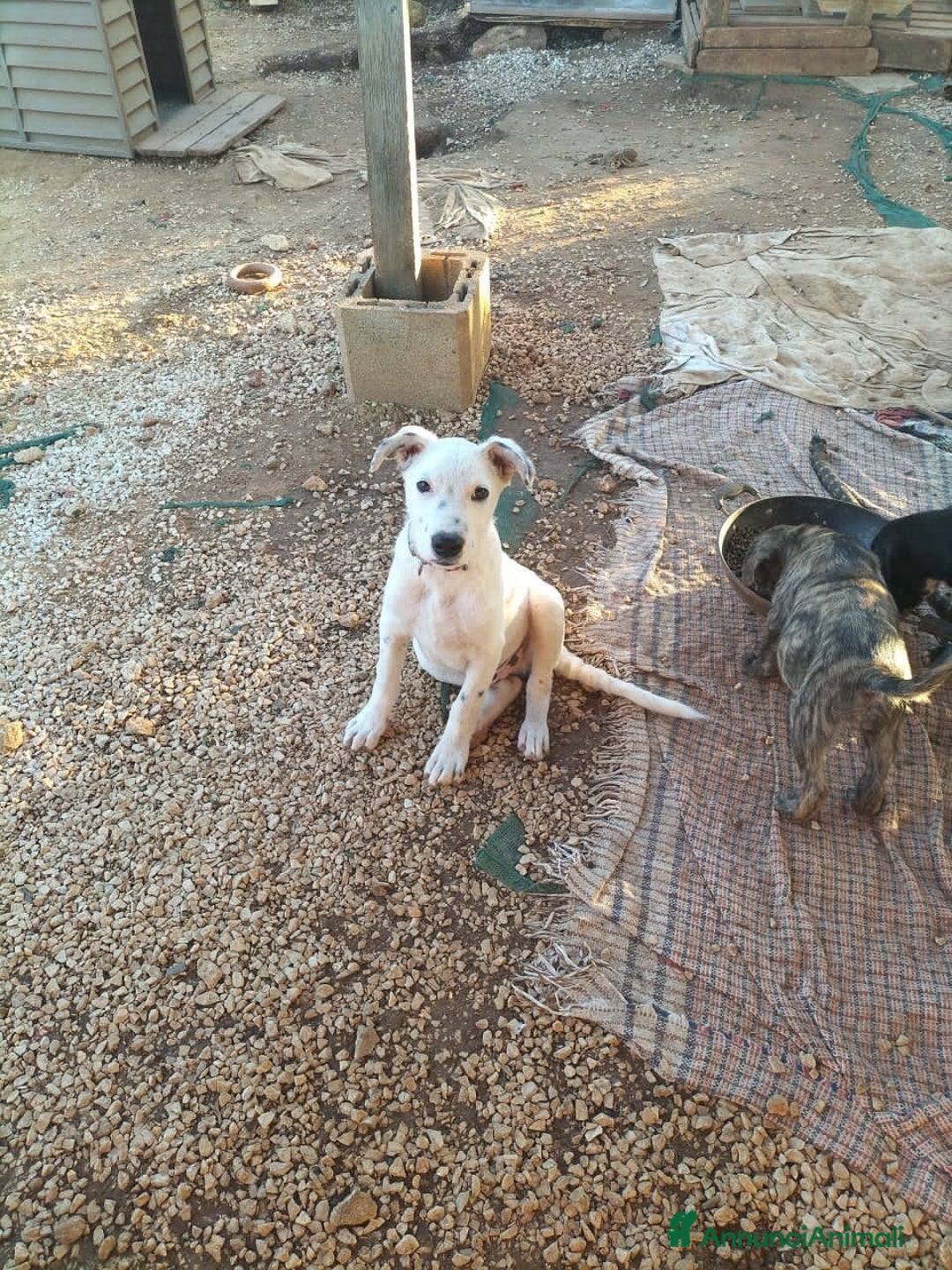 Altre razze cani in regalo: OTI 3 MESI - Annuncio 4