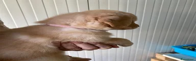 Golden Retriever Rosa