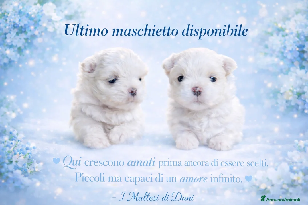 Maltese cani in vendita: Cuccioli di Maltese allevati in famiglia con amore - Annuncio 2
