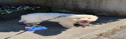 Lagotto cani in vendita: Lagotto Romagnolo  a Provincia di Vicenza - Annuncio 4