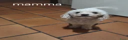 Barboncino Toy cani in vendita: Barboncino toy - Annuncio 1