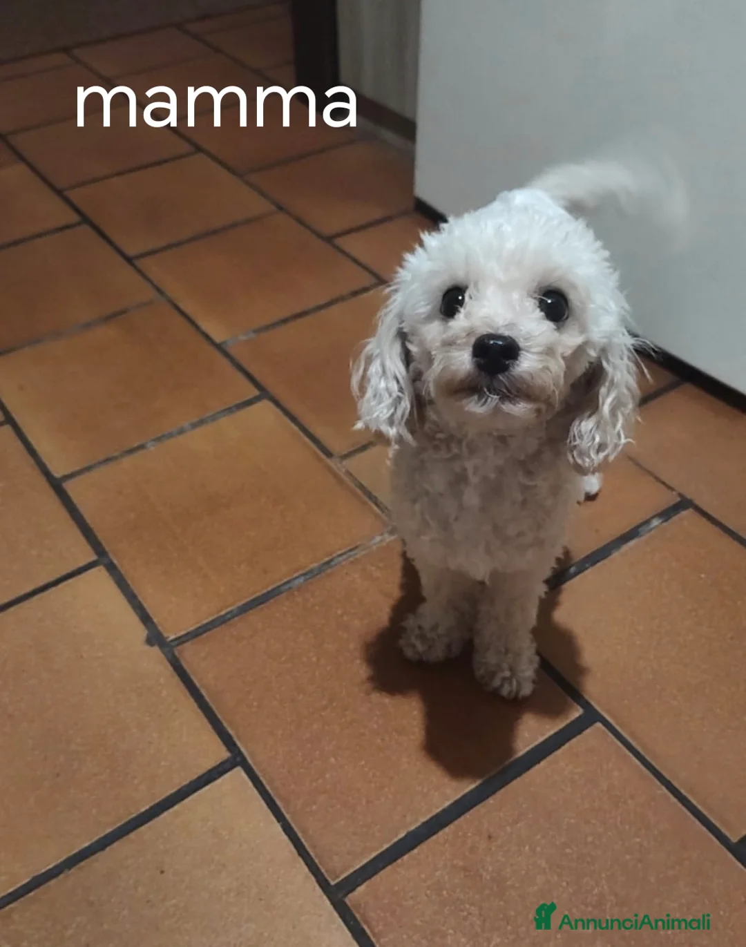 Barboncino Toy cani in vendita: Barboncino toy - Annuncio 1