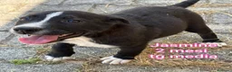 Meticcio cani in regalo: TROPPI CUCCIOLI SOLI IN RIFUGIO  a Provincia di Verona - Annuncio 10