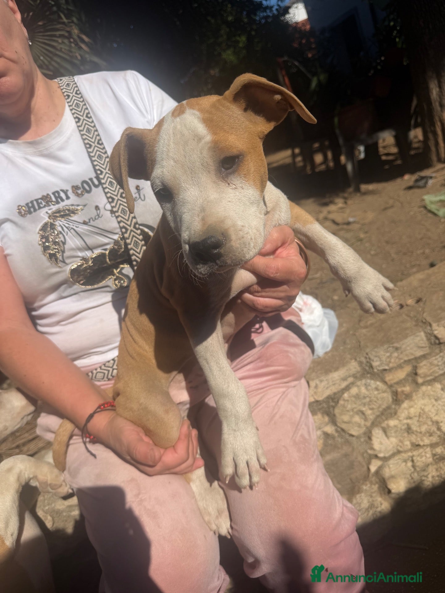 American Staffordshire cani Amstaff ultimi due cuccioli  - Annuncio 11