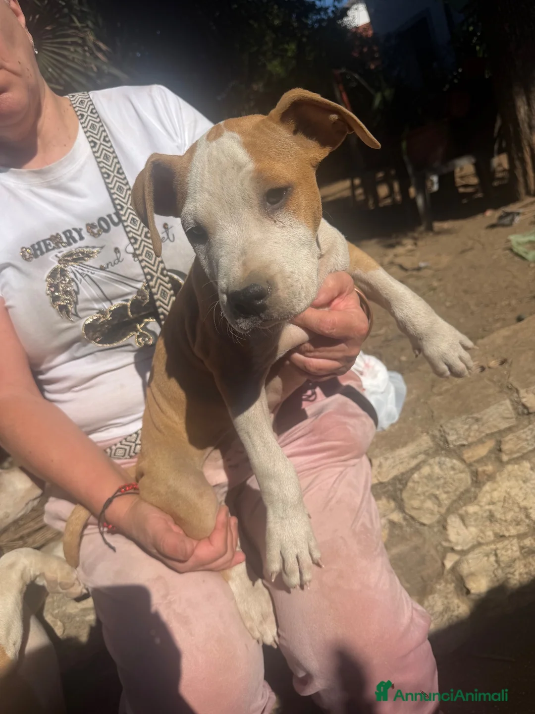 American Staffordshire cani in vendita: Amstaff ultimi due cuccioli  - Annuncio 1
