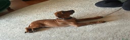 Rhodesian Ridgeback cani in vendita: Rhodesian ridgeback Alta genealogia  - Annuncio 5