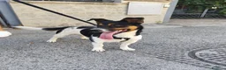 Meticcio cani in regalo: BOBBY mix jack Russell 3 anni - Annuncio 9