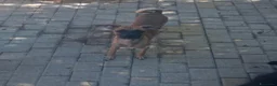 Meticcio cani in vendita: Similpinscher Jerry a Provincia di Prato - Annuncio 2