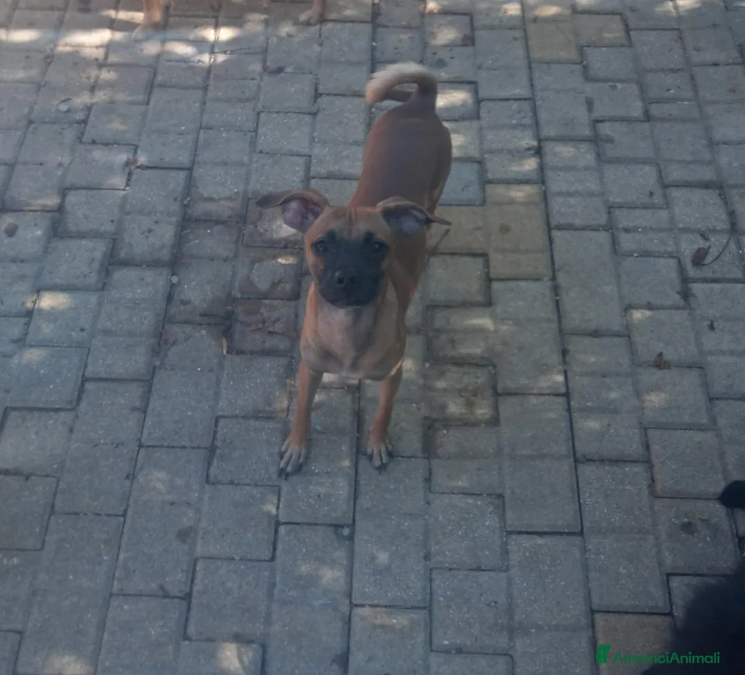 Meticcio cani in vendita: Similpinscher Jerry a Provincia di Prato - Annuncio 2