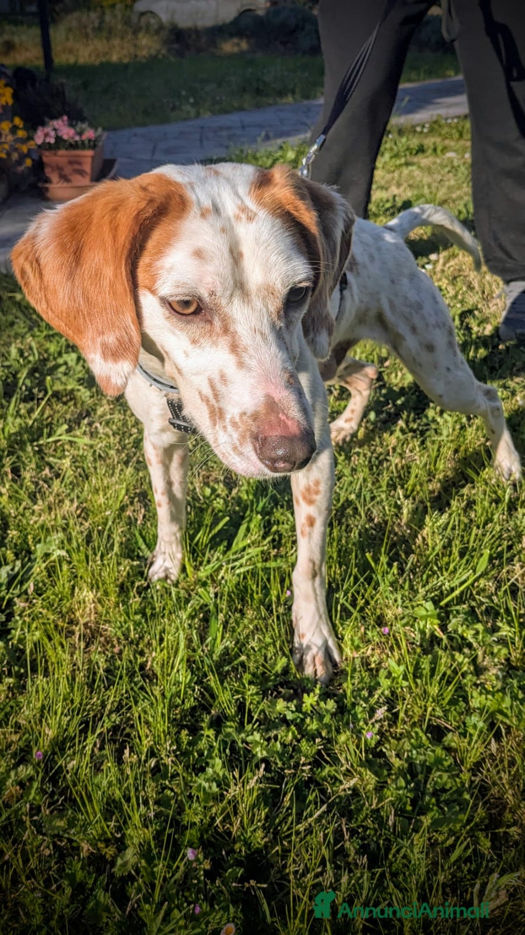 Setter Inglese cani in regalo: Cucciolone incrocio Setter Inglese Breton a Metropolitan City of Rome Capital - Immagine 4