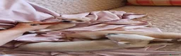 Chihuahua cani in vendita: Chihuahua toy - Annuncio 3