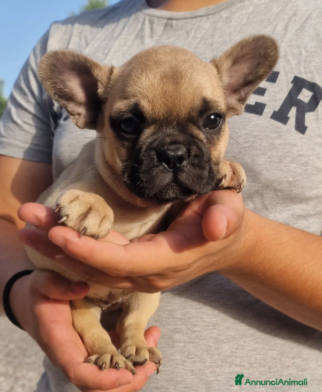 Bulldog Francese cani in vendita: Bulldog francese cuccioli a Città metropolitana di Roma Capitale - Annuncio 2