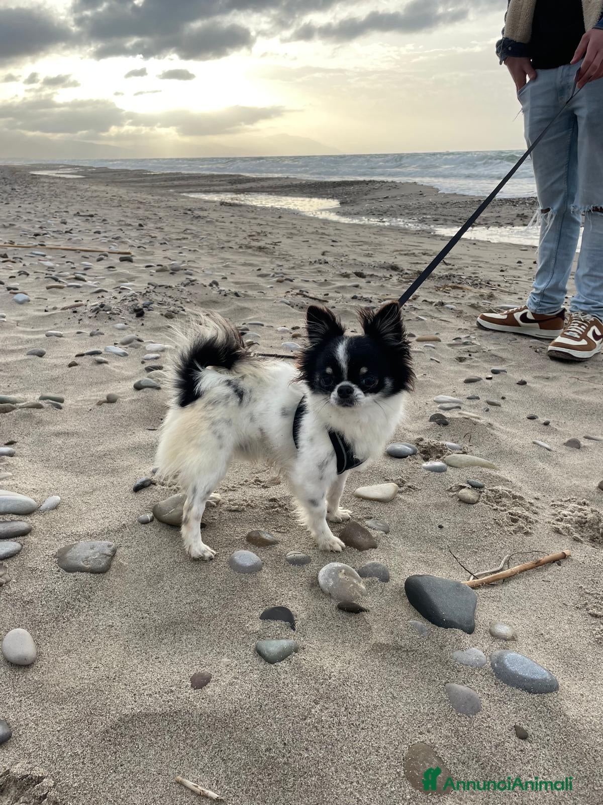 Chihuahua cani CHIHUAHUA PELO LUNGO PER MONTA - Annuncio 1