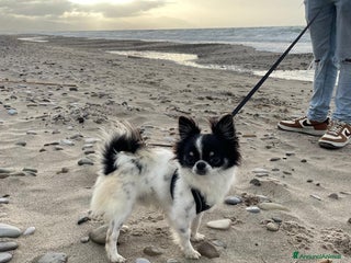 Chihuahua cani CHIHUAHUA PELO LUNGO PER MONTA - Annuncio 1