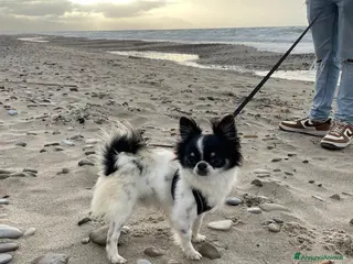 Chihuahua cani CHIHUAHUA PELO LUNGO PER MONTA - Annuncio 4