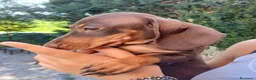 Bassotto Nano cani in vendita: Bassotta femmina cioccolato nano/kaninchen  - Annuncio 4