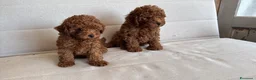 Barboncino Toy cani in vendita: Barboncino maschio red - Annuncio 1