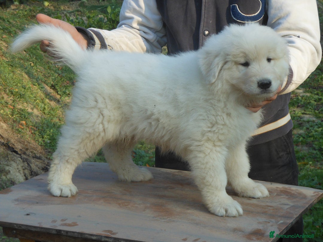 Pastore Maremmano cani in vendita: cuccioli di pastore maremmano abruzzese  - Annuncio 13