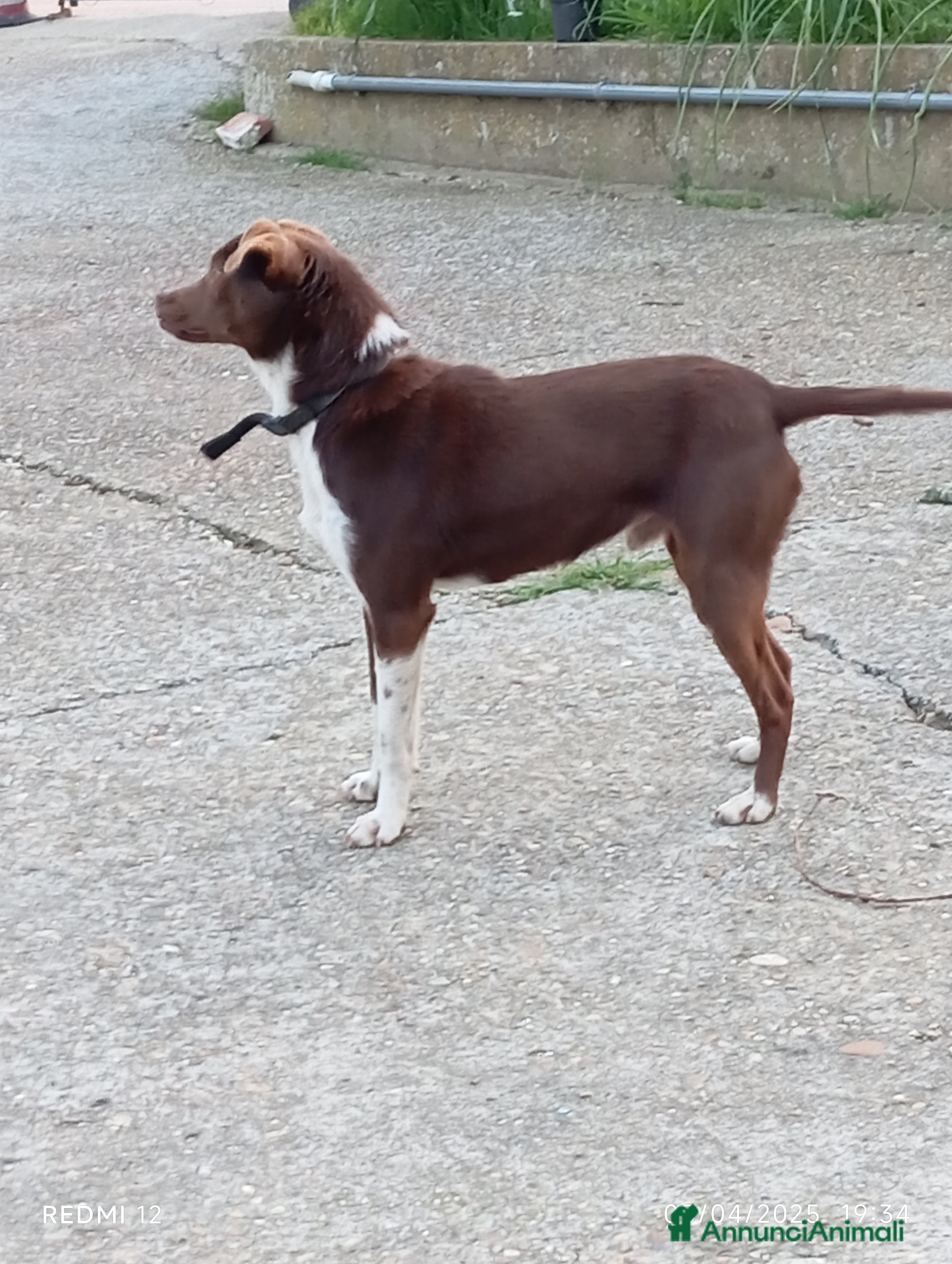 Meticcio cani Cucciolo meticcio di 2 anni cerca casa, regalo🐾 a Provincia di Asti - Annuncio 14