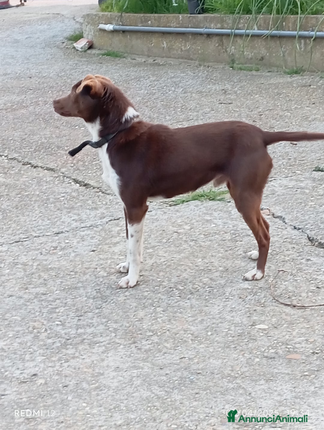 Meticcio cani in regalo: Cucciolo meticcio di 2 anni cerca casa, regalo🐾 a Provincia di Asti - Annuncio 1