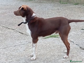 Meticcio cani Cucciolo meticcio di 2 anni cerca casa, regalo🐾 a Provincia di Asti - Annuncio 2