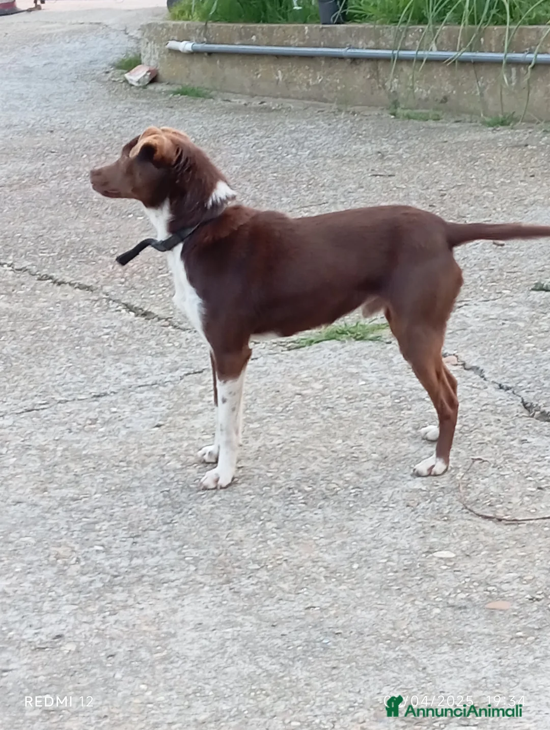 Meticcio cani in regalo: Cucciolo meticcio di 2 anni cerca casa, regalo🐾 a Provincia di Asti - Annuncio 5