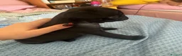 Carlino cani in vendita: Cucciolo di carlino con pedigree prestigioso  a Città metropolitana di Roma Capitale - Annuncio 6