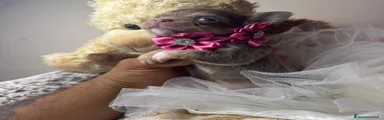 Chihuahua 3