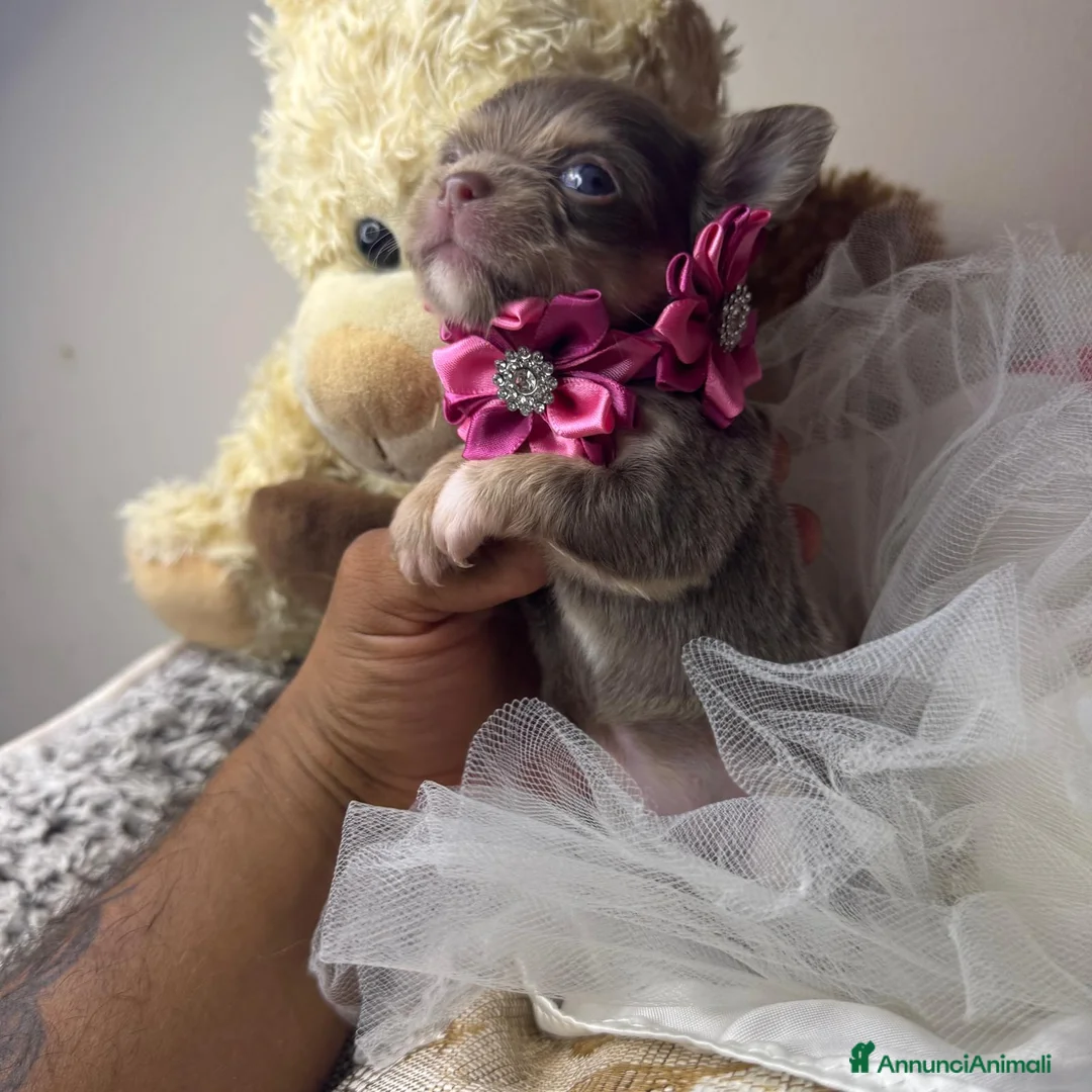 Chihuahua cani in vendita: 2 maschi e 1 femmina chihuahua pedigree enci  - Annuncio 7