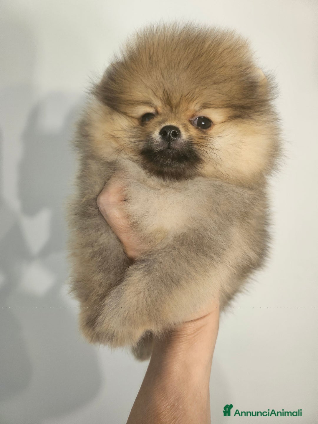 Volpino Pomerania cani in vendita: Spitz nano (Pomerania) Disponibili a Provincia di Cuneo - Annuncio 4