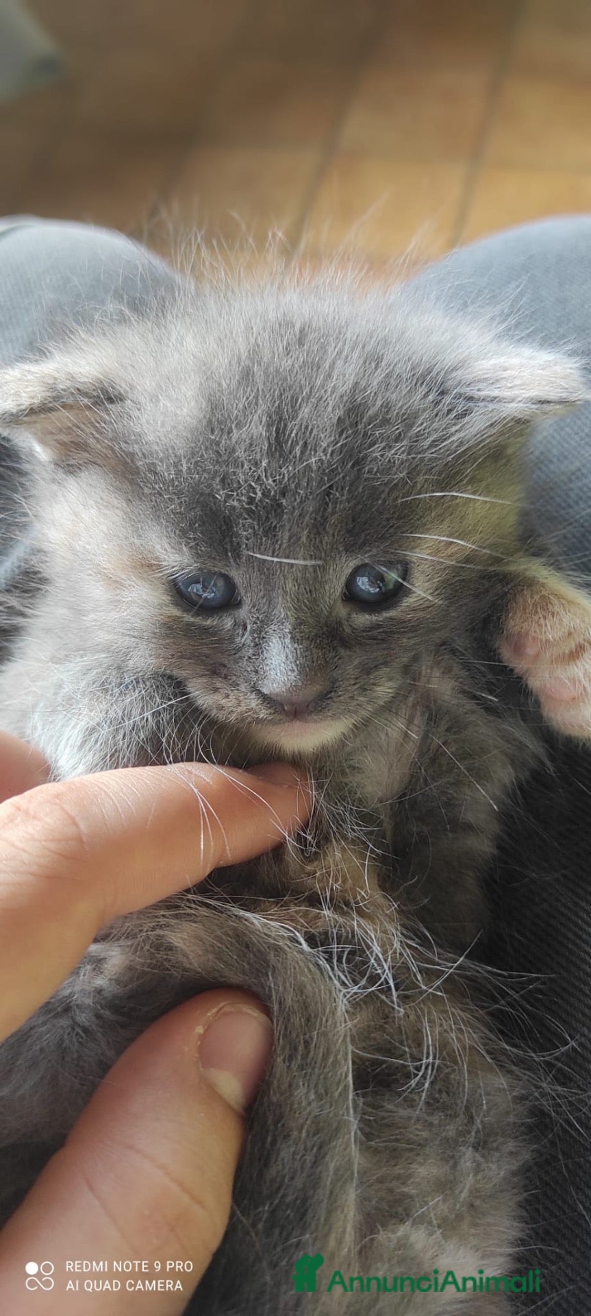Maine Coon gatti Maine coon pedigree - Annuncio 2