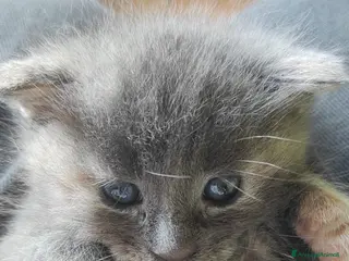 Maine Coon gatti Maine coon pedigree - Annuncio 2
