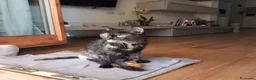 Europeo gatti in regalo: CAROTINA, micia per adozione del cuore! - Annuncio 12
