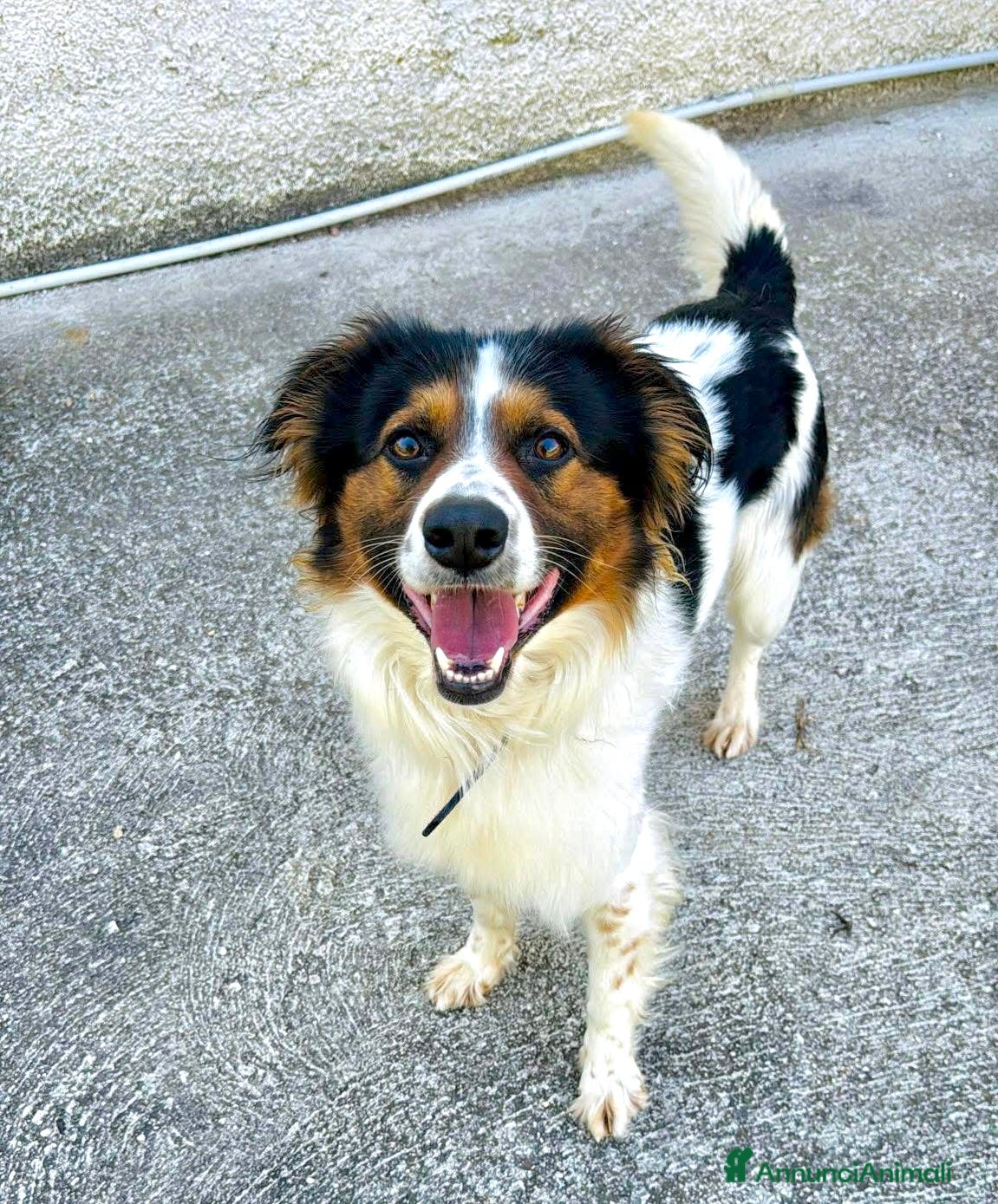 Meticcio cani Mix Border Collie 2 anni - Annuncio 10